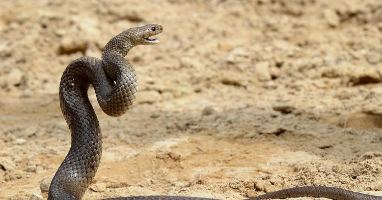 Australian man dies after being bitten by highly venomous snake while trying to remove it from child care center