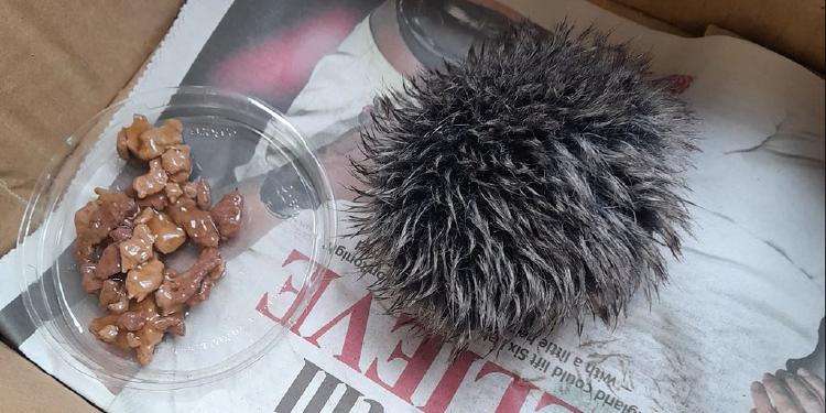 Woman shocked after caring for 'baby hedgehog' following laughable hospital discovery