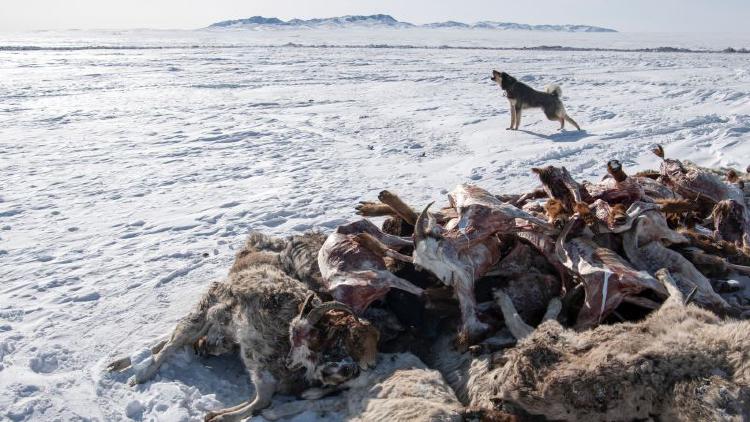Nearly 5 million animals dead in Mongolia's harshest winter in half a century, aid agencies say | CNN
